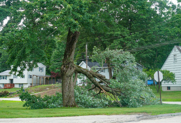 Best Tree Maintenance Programs  in Allen, TX